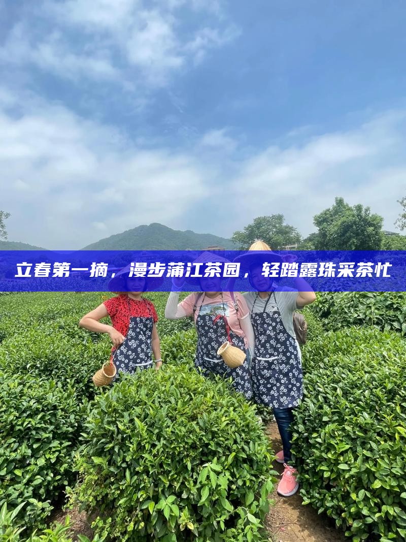 立春第一摘,漫步蒲江茶园,轻踏露珠采茶忙