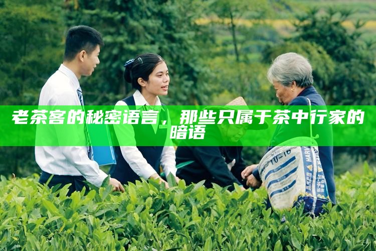 老茶客的秘密语言，那些只属于茶中行家的暗语